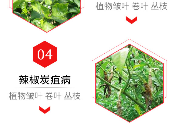 烯·羥·硫酸銅(20g)-倍爾金葉寶-倍爾農(nóng)化 烯·羥·硫酸銅(20g)-倍爾金葉寶-倍爾農(nóng)化