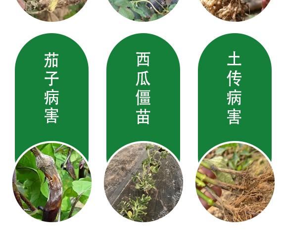 保花膨果肥-田園季豐-大豐肥業(yè) ?;ㄅ蚬?田園季豐-大豐肥業(yè)