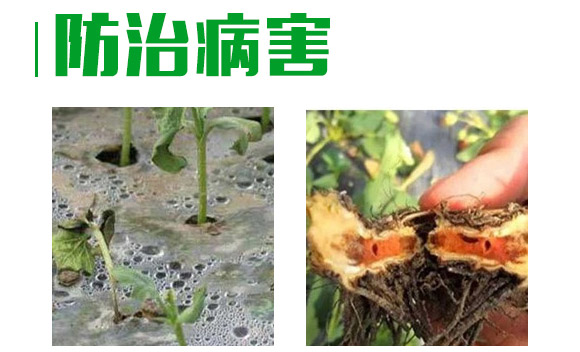 3%甲霜·噁霉靈水劑-護(hù)將-長雙農(nóng)藥