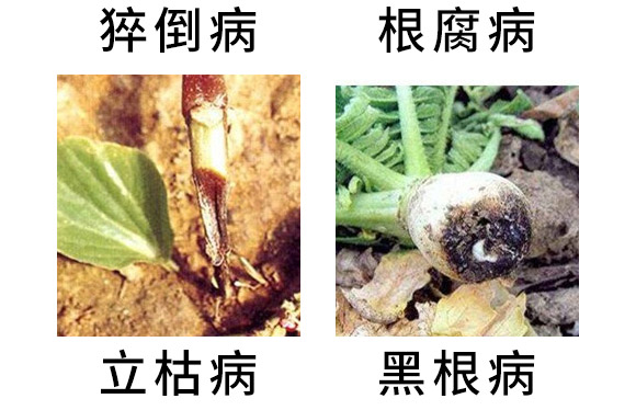 3%甲霜·噁霉靈水劑-護(hù)將-長雙農(nóng)藥