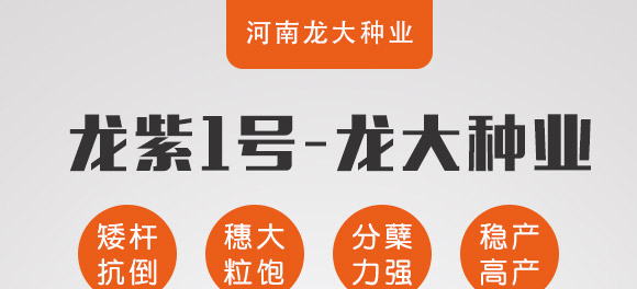 龍紫1號(hào)-黑麥貴族-龍大種業(yè)