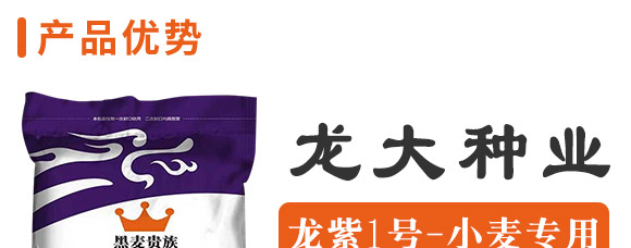 龍紫1號(hào)-黑麥貴族-龍大種業(yè)