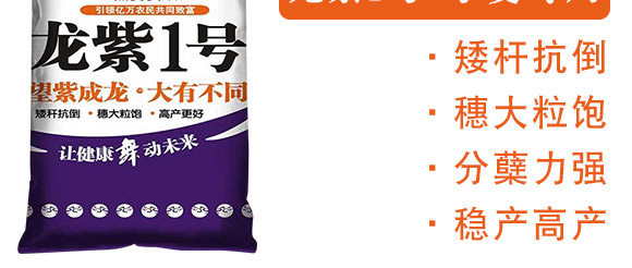 龍紫1號(hào)-黑麥貴族-龍大種業(yè)