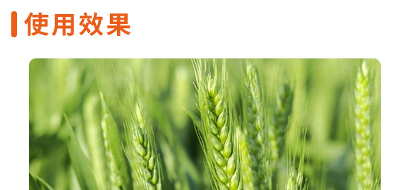 龍紫1號(hào)-黑麥貴族-龍大種業(yè)