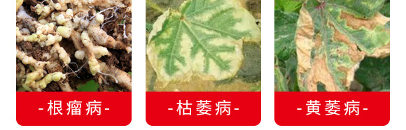 微生物菌劑（專注防治根部病害）-根本根-薩林農業(yè)