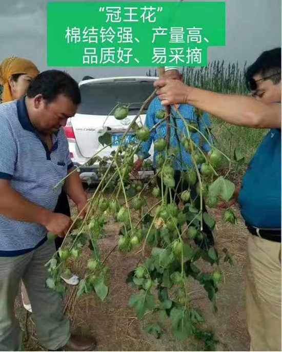新陸ä¸66號棉花種å-智通疆棉-利è±å…ƒ 新陸ä¸66號棉花種å-智通疆棉-利è±å…ƒ