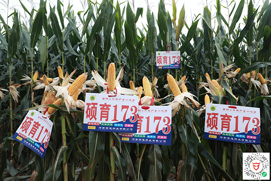 碩玉173【4500?！?玉米種子-商道種業(yè)