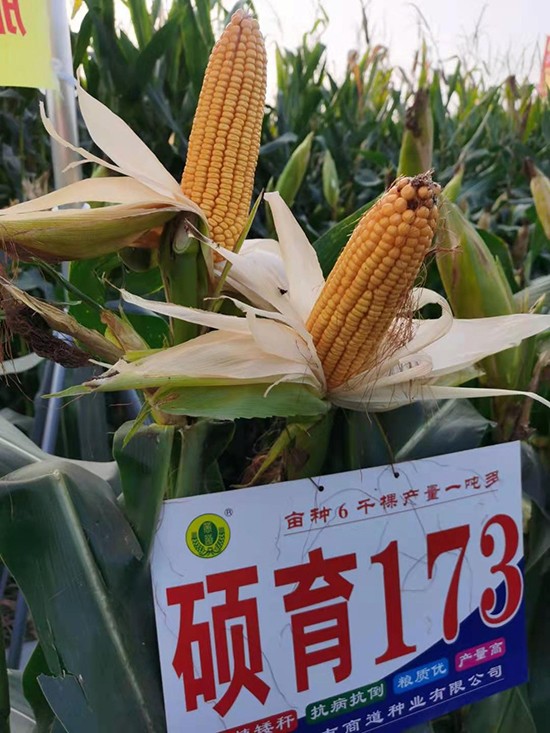 碩玉173【4500?！?玉米種子-商道種業(yè)
