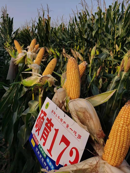 碩玉173【4500?！?玉米種子-商道種業(yè)