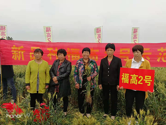 ç¦é«˜2è™Ÿ-å°éº¥ç¨®å­-ç¦è±