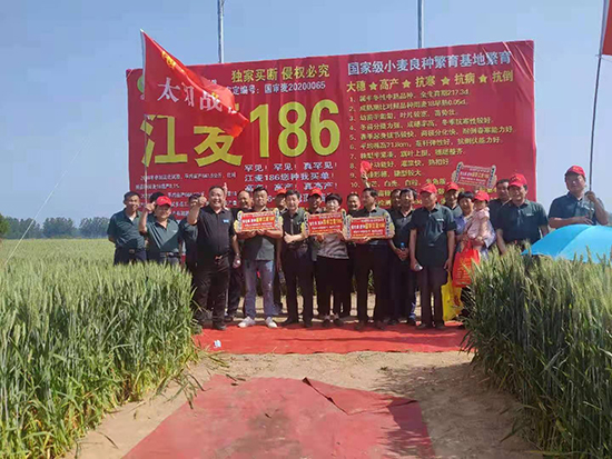 國審江麥186-å°éº¥ç¨®å-國科農(nóng)æ¥(yè) 國審江麥186-å°éº¥ç¨®å-國科農(nóng)æ¥(yè)