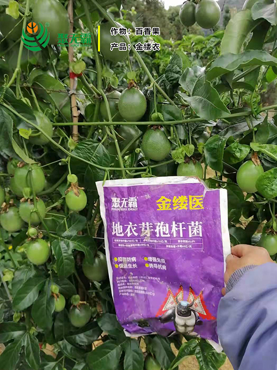 閲戠紩鍖誨湴琛h娊瀛㈡潌鑿?鑱氭棤闇?.jpg 閲戠紩鍖誨湴?。鑺藉鏉嗚?鑱氭棤闇?.jpg