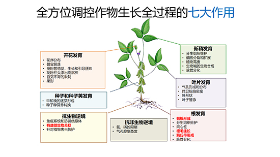 浼婂疂闃垮反澹?--淇濆畾_11.jpg