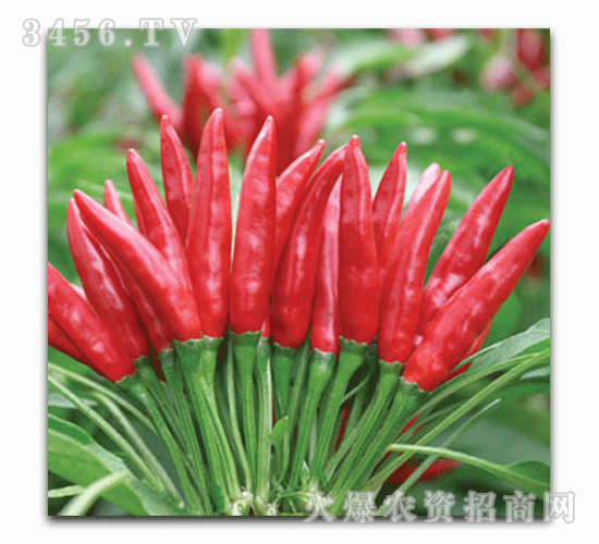 å–œå¾—è±-è¯ç‚º9è™ŸF1