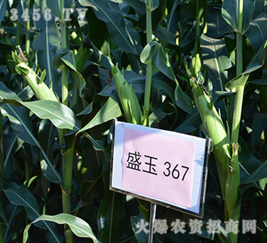 ç››çŽ‰367ï¼ˆè§€æ‘©åœ–ï¼‰-çŽ‰ç±³ç¨®å­-å¼·(qiÃ¡ng)ç››ç¨®æ¥­(yÃ¨)