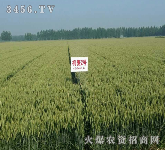 山農(nóng)機(jī)麥2號-小麥-億佳和