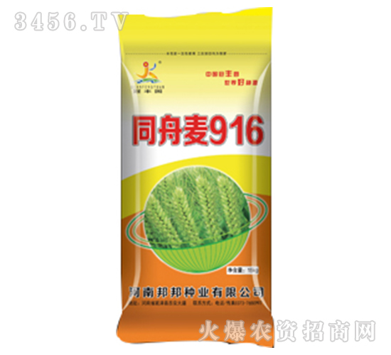 小麥種子-同舟麥916-邦邦種業(yè)