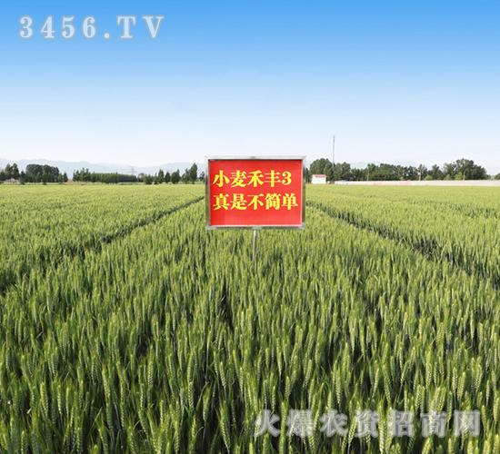 ç¦¾è±3è™Ÿï¼ˆä¸€ï¼‰