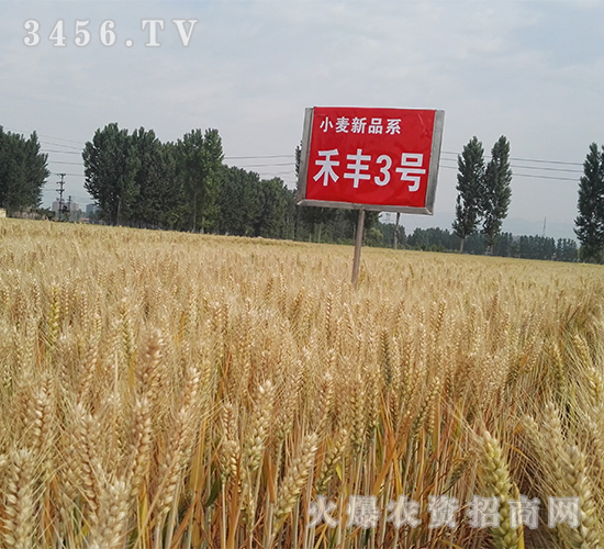 ç¦¾è±3è™Ÿ(hÃ o)ï¼ˆäº”ï¼‰