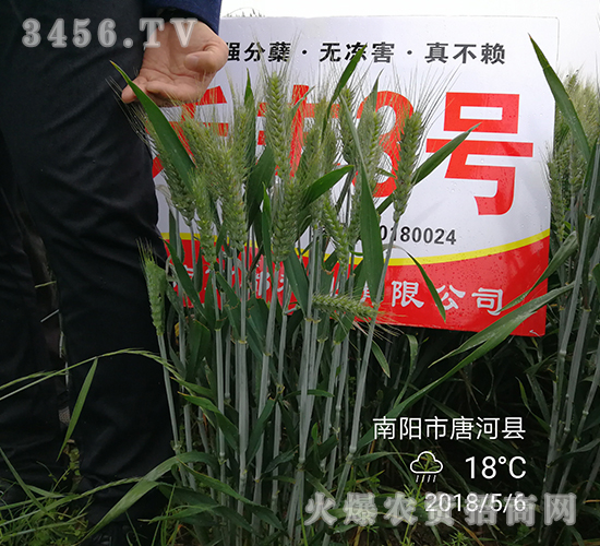 ç¦¾è±3è™Ÿï¼ˆä¸ƒï¼‰