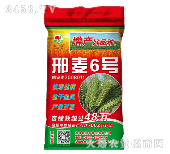 邢麥6號-小麥種子-晨禾種業(yè)