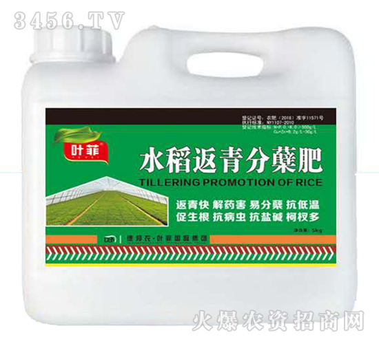 水稻返青分蘗肥-葉菲