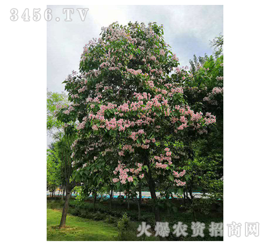 2020年楸樹(shù)訂單回收項(xiàng)目14