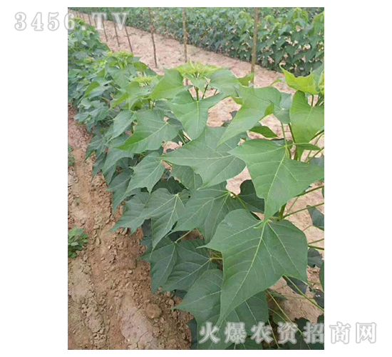 2020年楸樹訂單回收項(xiàng)目7