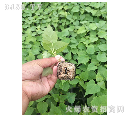 2020年楸樹訂單回收項(xiàng)目3