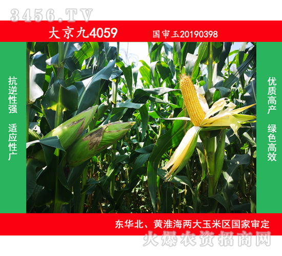å¤§äº¬ä¹4059-çŽ‰ç±³ç¨®å­-å¤§äº¬ä¹
