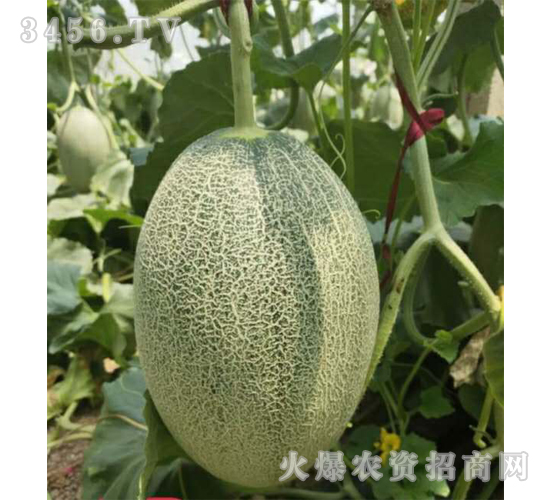 åœ£ç‘ž25-å“ˆå¯†ç“œç¨®å­-ç¦¾åœ£ç‘ž