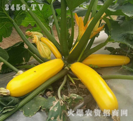 ç‰¹è‰²è¥¿è‘«è˜†ç¨®å­-ç¦¾åœ£ç‘ž