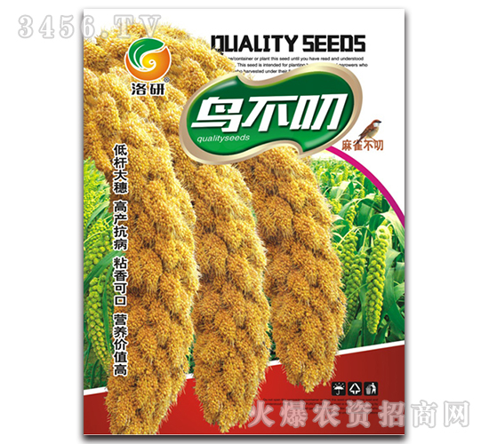 谷子種子-鳥(niǎo)不叼-洛研