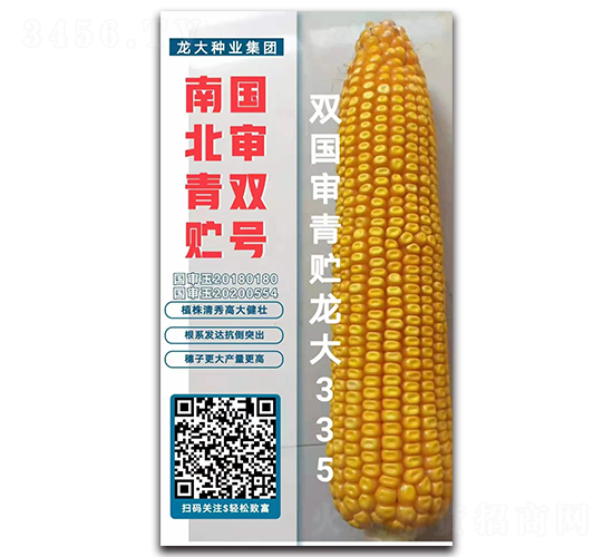 雙國(guó)審青貯龍大335-玉米種子-龍大種業(yè)