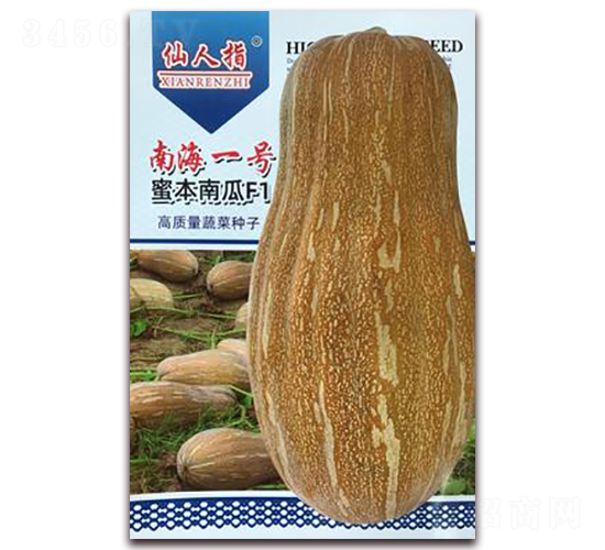 南海一號-南瓜種子-華葉