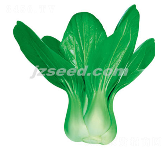 楚冠二號-小白菜種子-現(xiàn)代種業(yè)