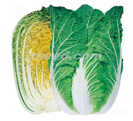 金暉-白菜種子-現(xiàn)代種業(yè)