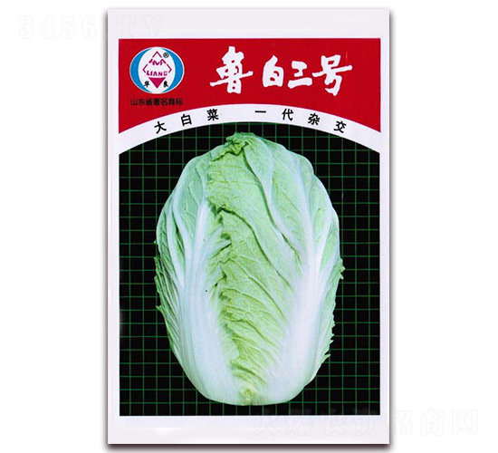 魯白三號(hào)-大白菜種子-華良種業(yè)