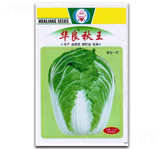 華良秋王-大白菜種子-華良種業(yè)