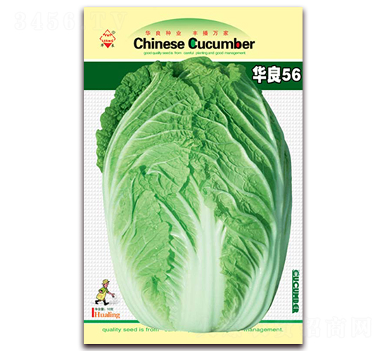 華良56-大白菜種子-華良種業(yè)