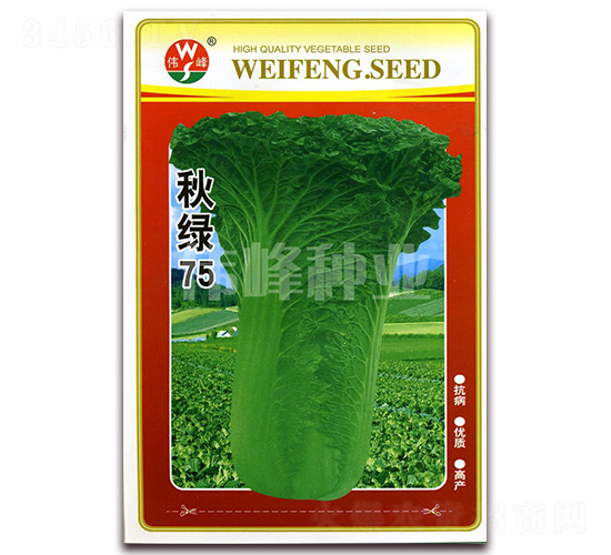 秋綠75-白菜種子-偉峰種業(yè)