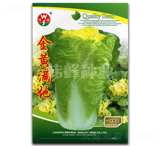 金黃滿她-白菜種子-偉峰種業(yè)
