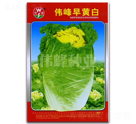 偉峰早黃白-白菜種子-偉峰種業(yè)