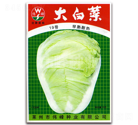 大白菜19號-白菜種子-偉峰種業(yè)