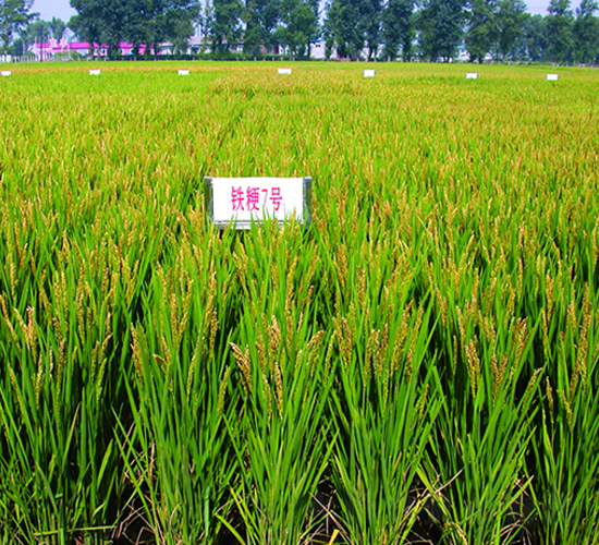 鐵粳7號(hào)-水稻種子-鐵研種業(yè)