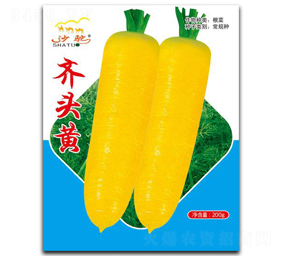 齊頭黃-蘿卜種子-聯(lián)創(chuàng)
