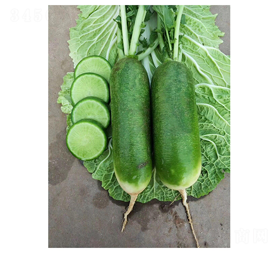 å¤§é’çš®è˜¿åœ-è˜¿åœç¨®å­-è¯(liÃ¡n)å‰µ(chuÃ ng)