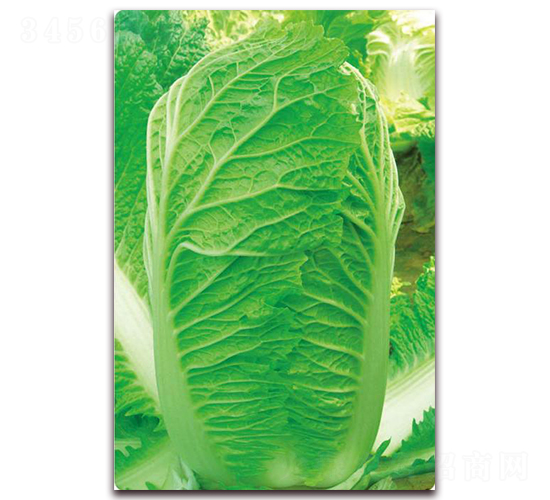 神獅三號-白菜種子-新世紀