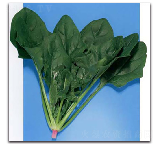 東照-菠菜種子-農(nóng)播王