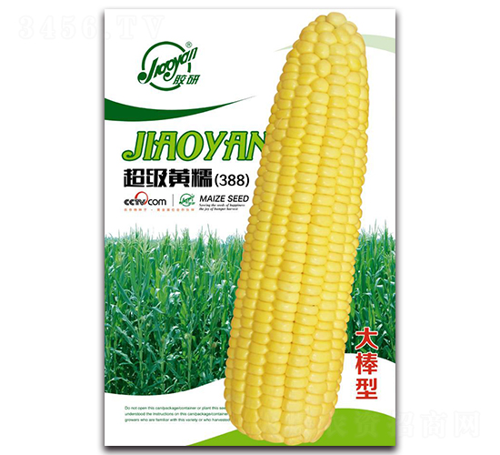 超級黃糯（388）-糯玉米種子-膠研